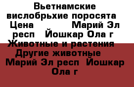 Вьетнамские вислобрьхие поросята › Цена ­ 3 500 - Марий Эл респ., Йошкар-Ола г. Животные и растения » Другие животные   . Марий Эл респ.,Йошкар-Ола г.